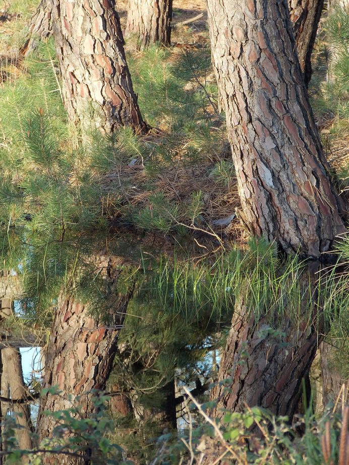 Tramonti e riflessi dal Parco di San Rossore