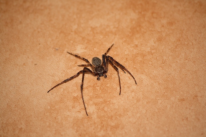 Ragno ceco: Larinioides ixobulus - Repubblica Ceca