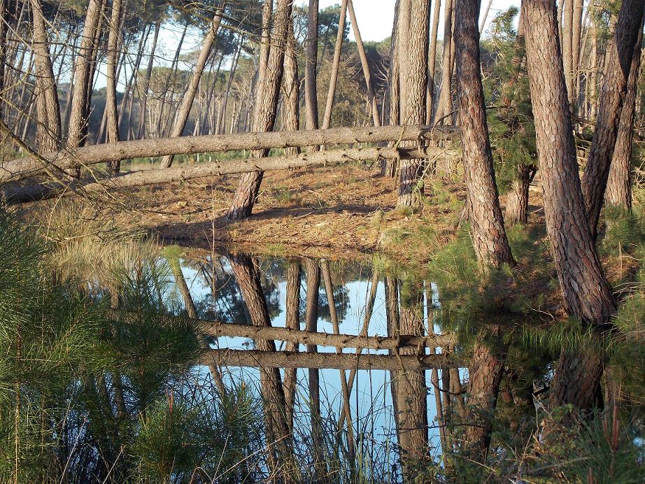 Tramonti e riflessi dal Parco di San Rossore