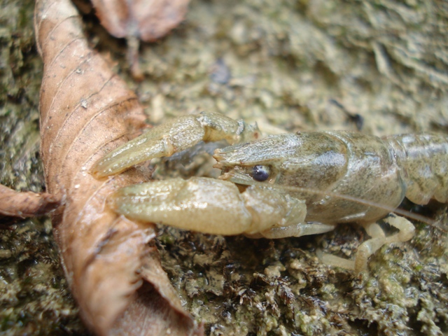 Gambero in torrente umbro:  cfr.  Austropotamobius pallipes