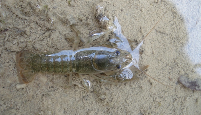 Gambero in torrente umbro:  cfr.  Austropotamobius pallipes