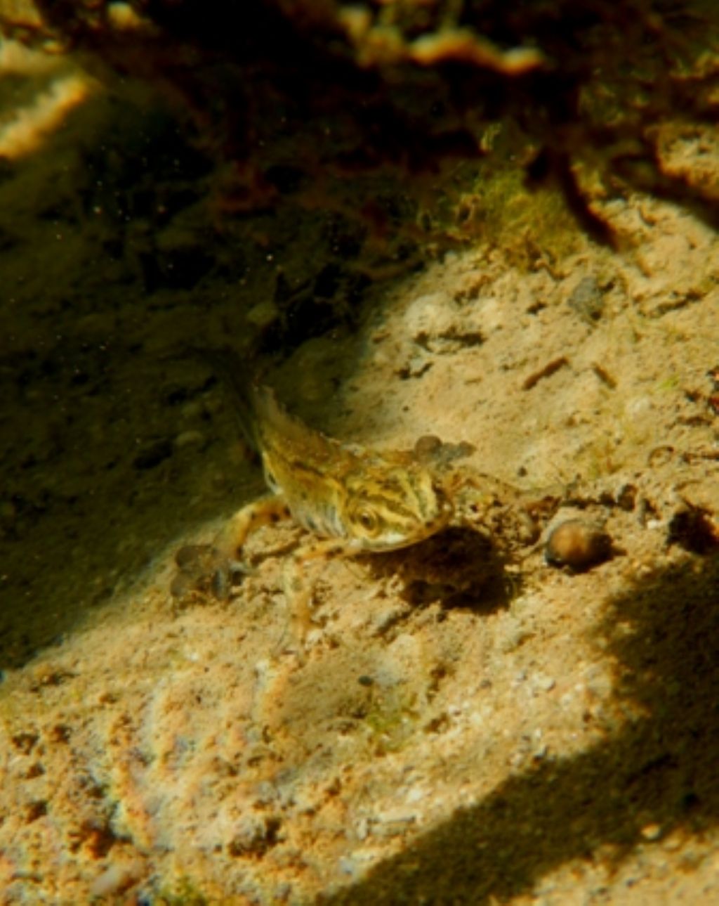 Lissotriton vulgaris, Rana italica, Pelophylax sp. ... (Umbria)