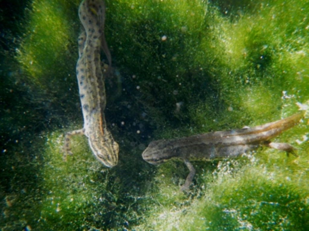 Lissotriton vulgaris, Rana italica, Pelophylax sp. ... (Umbria)