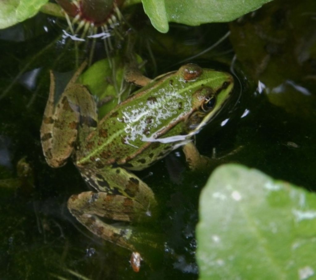 Lissotriton vulgaris, Rana italica, Pelophylax sp. ... (Umbria)