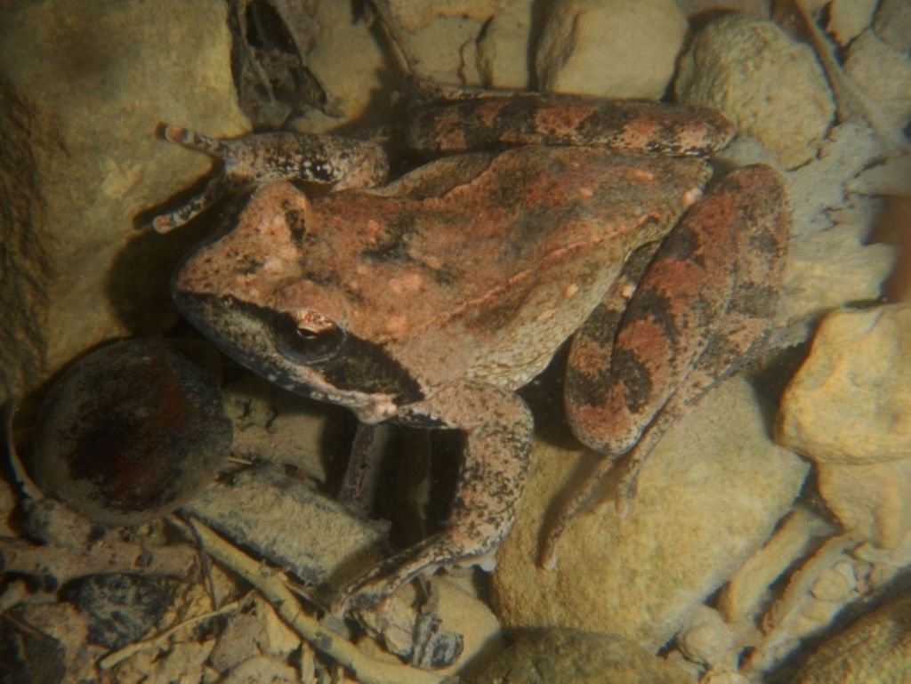 Lissotriton vulgaris, Rana italica, Pelophylax sp. ... (Umbria)