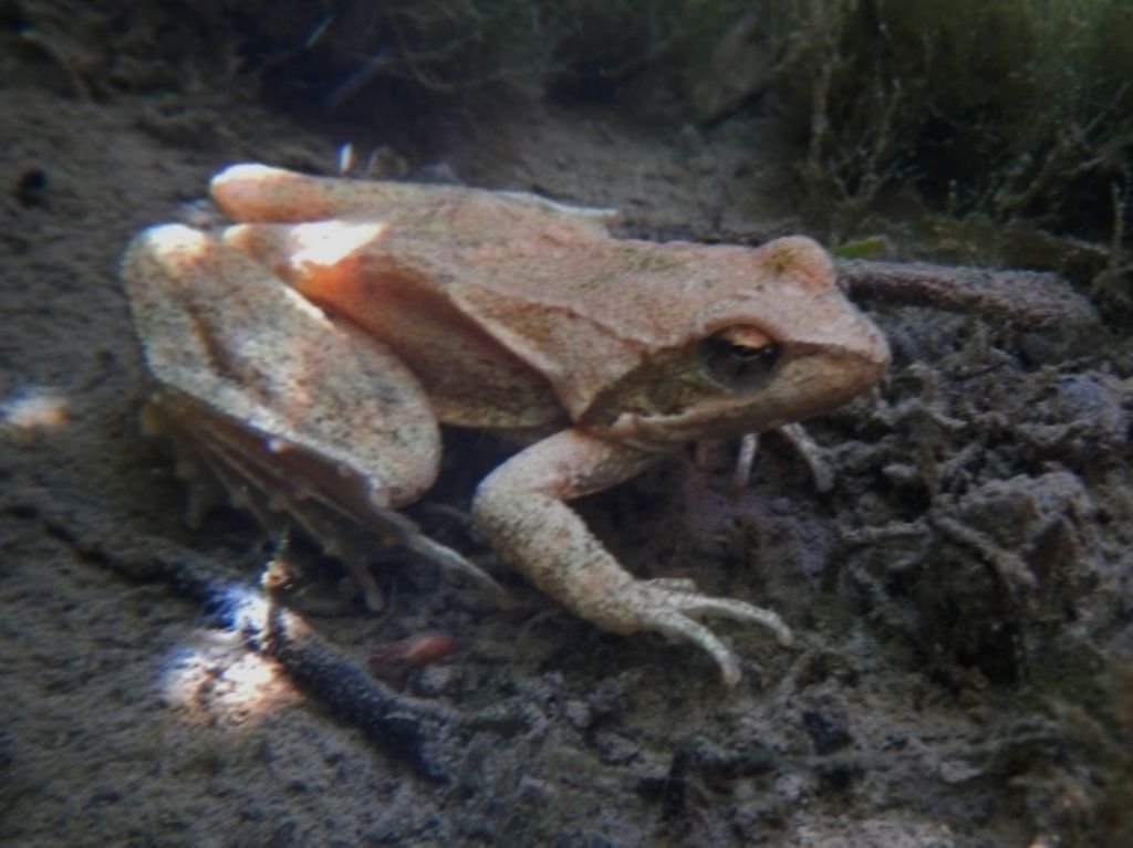 Lissotriton vulgaris, Rana italica, Pelophylax sp. ... (Umbria)