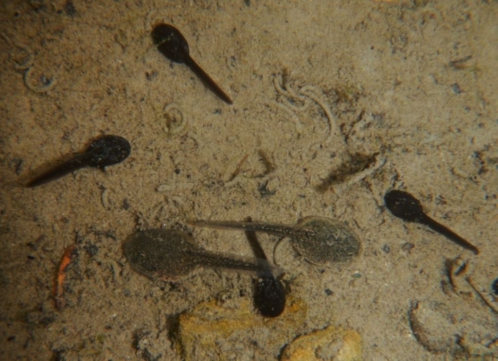 Lissotriton vulgaris, Rana italica, Pelophylax sp. ... (Umbria)