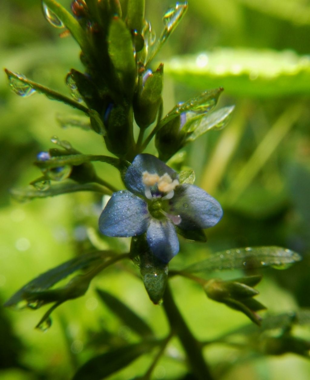 Lissotriton vulgaris, Rana italica, Pelophylax sp. ... (Umbria)