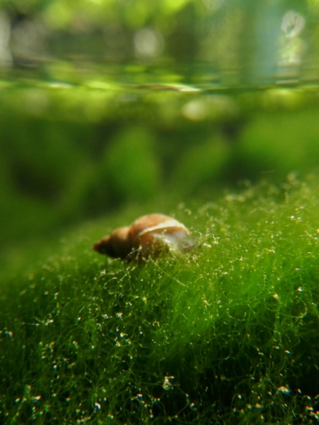 Lissotriton vulgaris, Rana italica, Pelophylax sp. ... (Umbria)