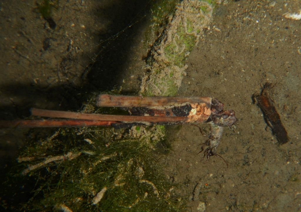 Lissotriton vulgaris, Rana italica, Pelophylax sp. ... (Umbria)