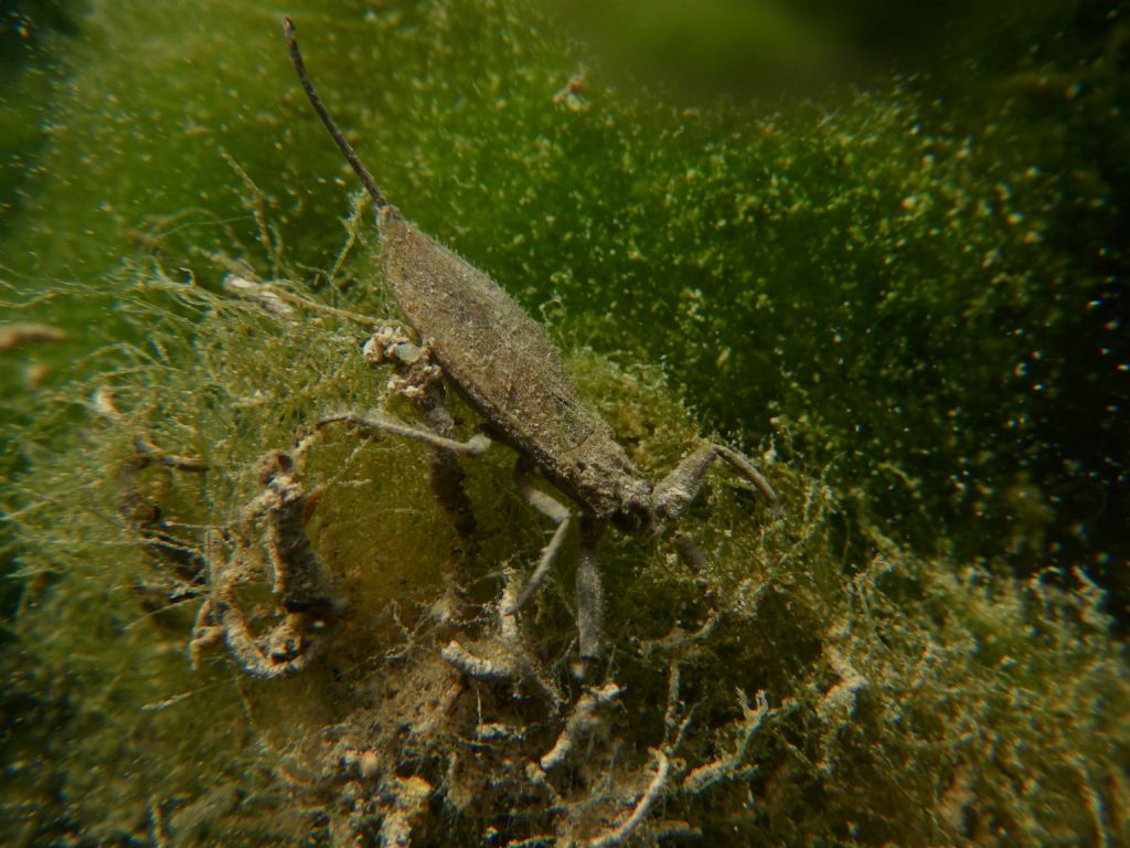 Lissotriton vulgaris, Rana italica, Pelophylax sp. ... (Umbria)