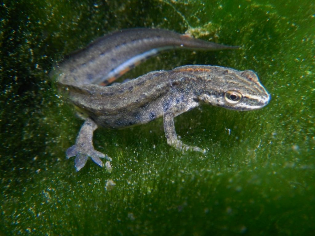 Lissotriton vulgaris, Rana italica, Pelophylax sp. ... (Umbria)