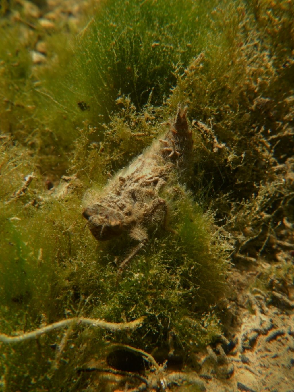 Lissotriton vulgaris, Rana italica, Pelophylax sp. ... (Umbria)