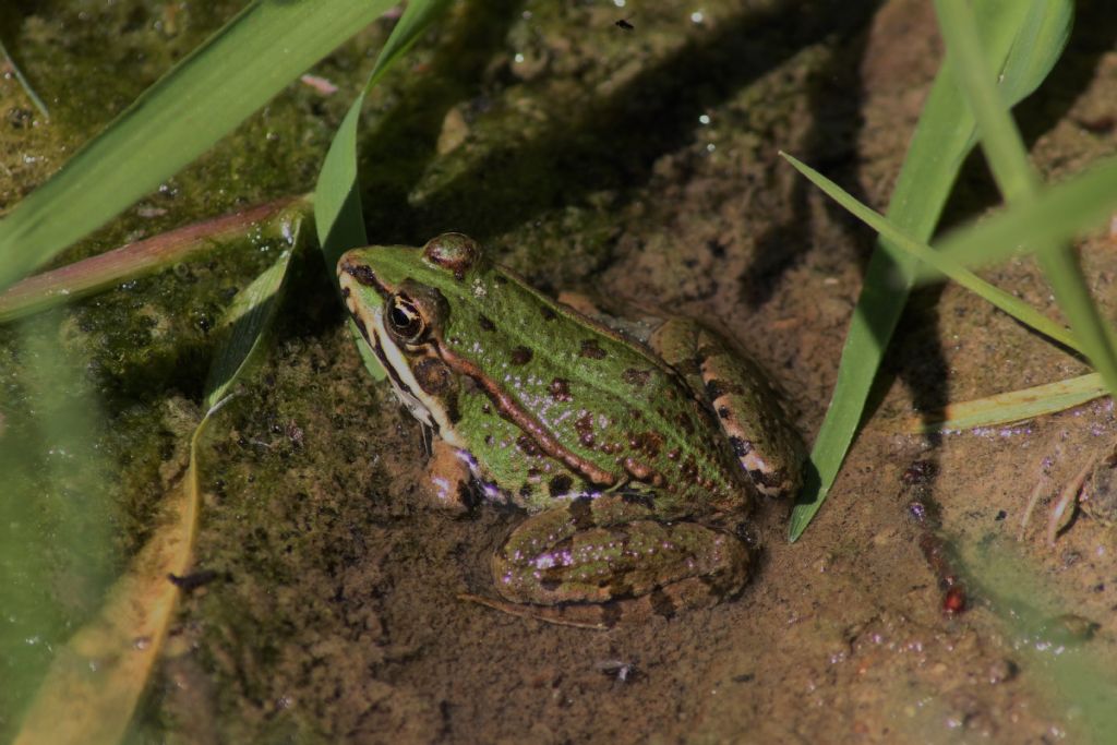 Lissotriton vulgaris, Rana italica, Pelophylax sp. ... (Umbria)