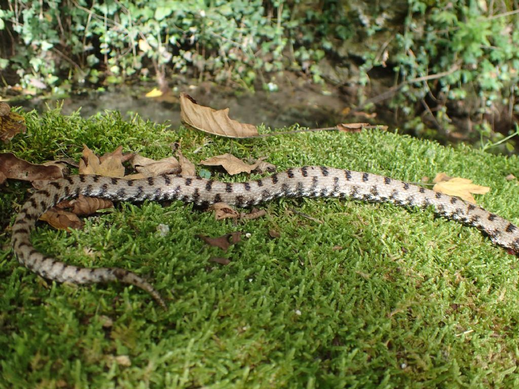 Aiuto determinazione rettile:  Vipera aspis francisciredi