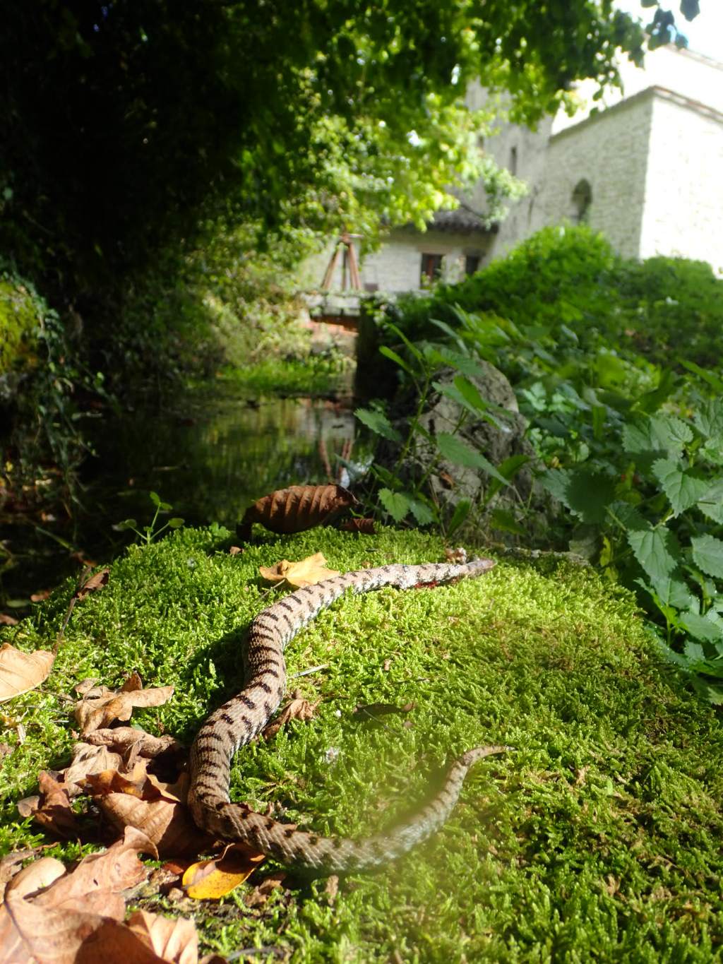 Aiuto determinazione rettile:  Vipera aspis francisciredi