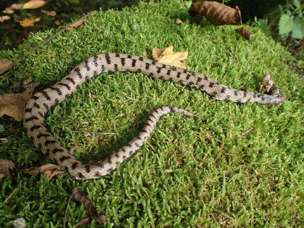 Aiuto determinazione rettile:  Vipera aspis francisciredi