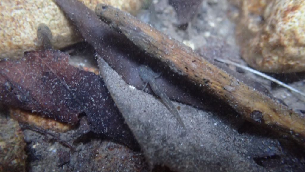 Identificazione larve - Salamandrina perspicillata