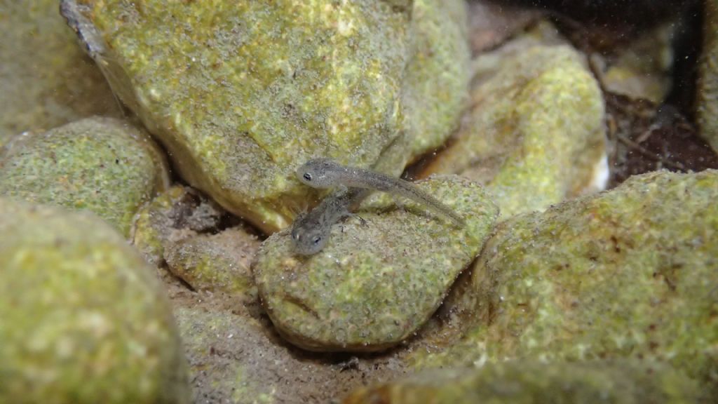 Identificazione larve - Salamandrina perspicillata