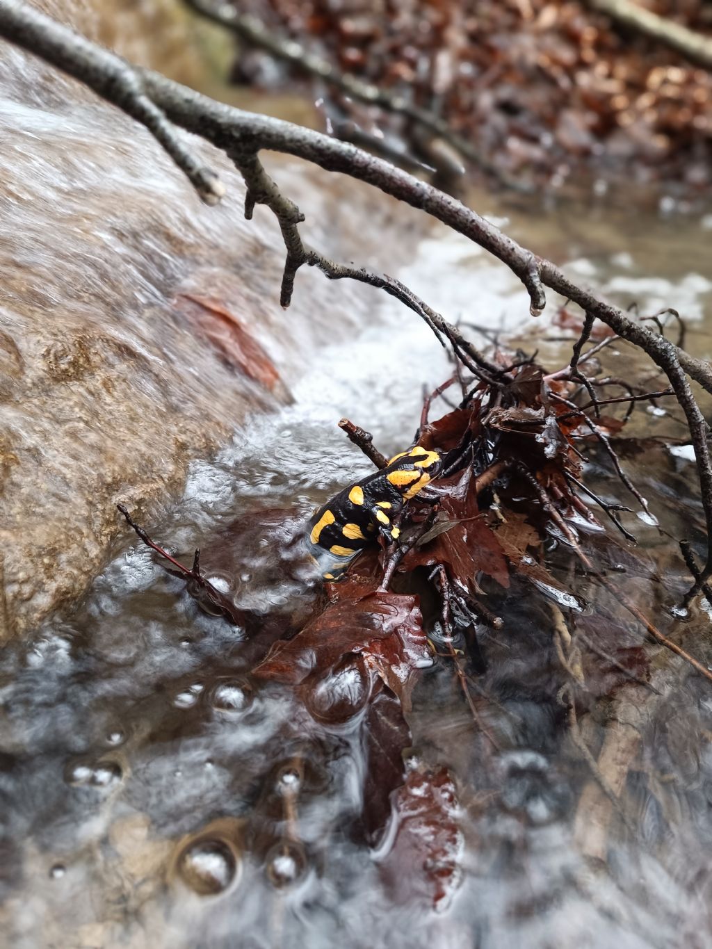 Salamandra pezzata (PU)