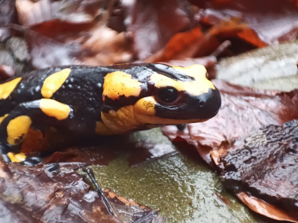 Salamandra pezzata (PU)