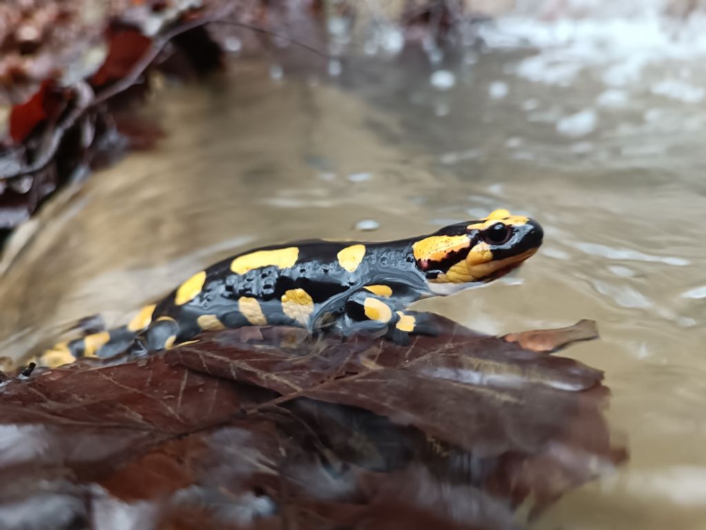 Salamandra pezzata (PU)