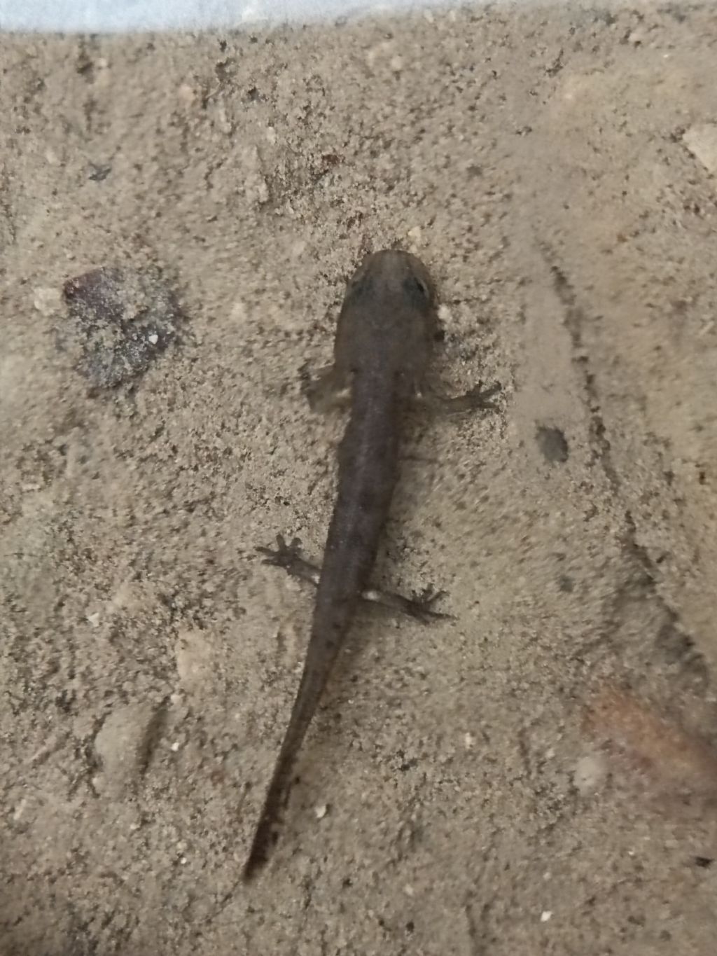 Larva di urodelo - Salamandra salamandra gigliolii