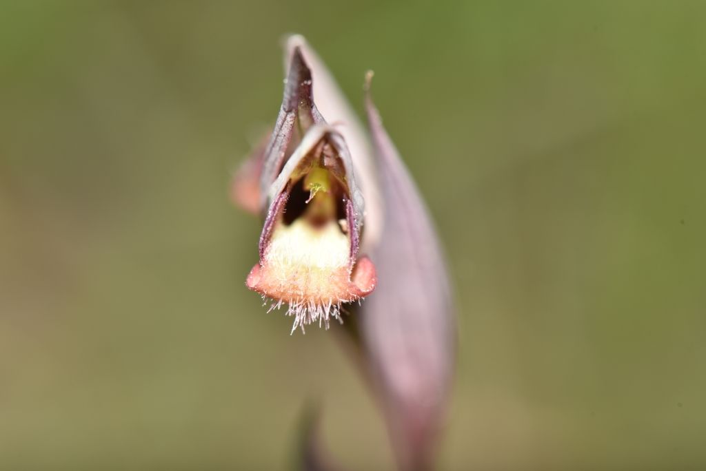 Serapias parviflora?