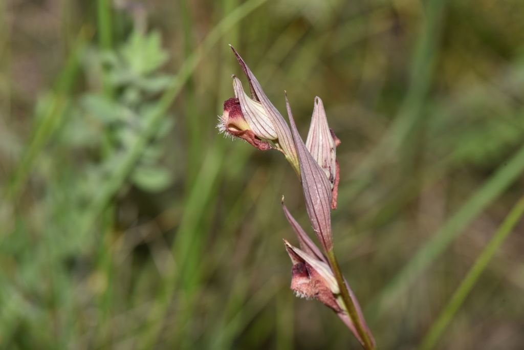 Serapias parviflora?