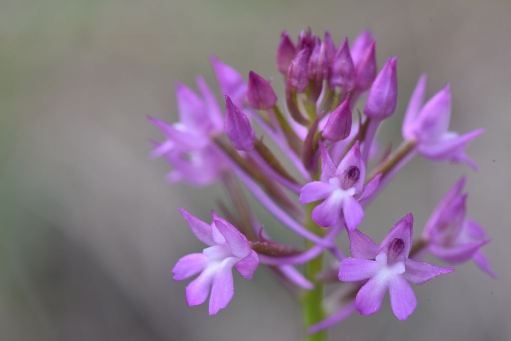 Anacamptis pyramidalis