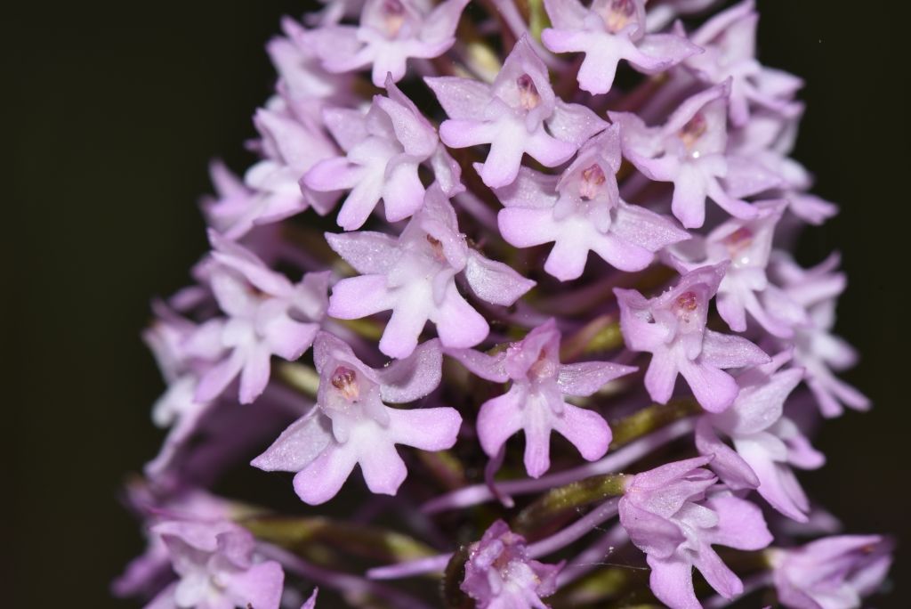 Anacamptis pyramidalis