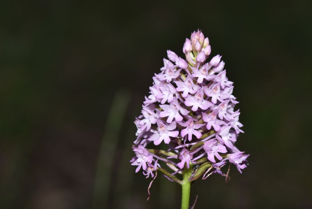Anacamptis pyramidalis