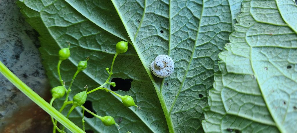 Larve di... Tenthredo cf. scrophulariae (Tenthredinidae)