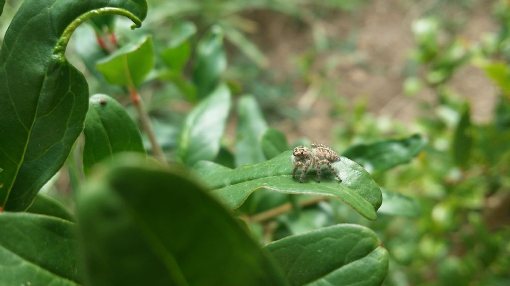 Salticidae: giovane Philaeus chrysops  - Padova