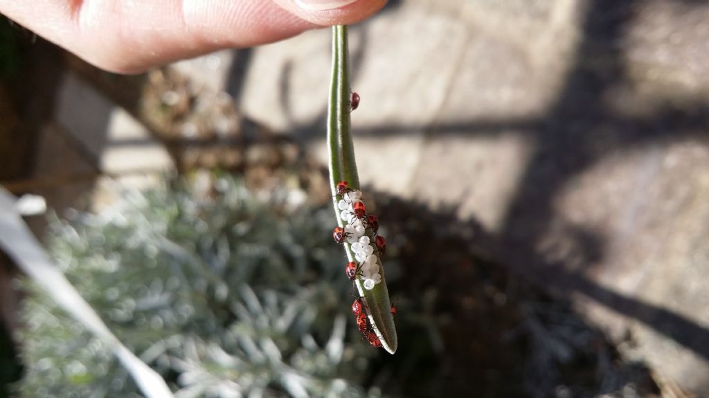Insetti sulla lavanda: neanidi di Halyomorpha halys (Pentatomidae)