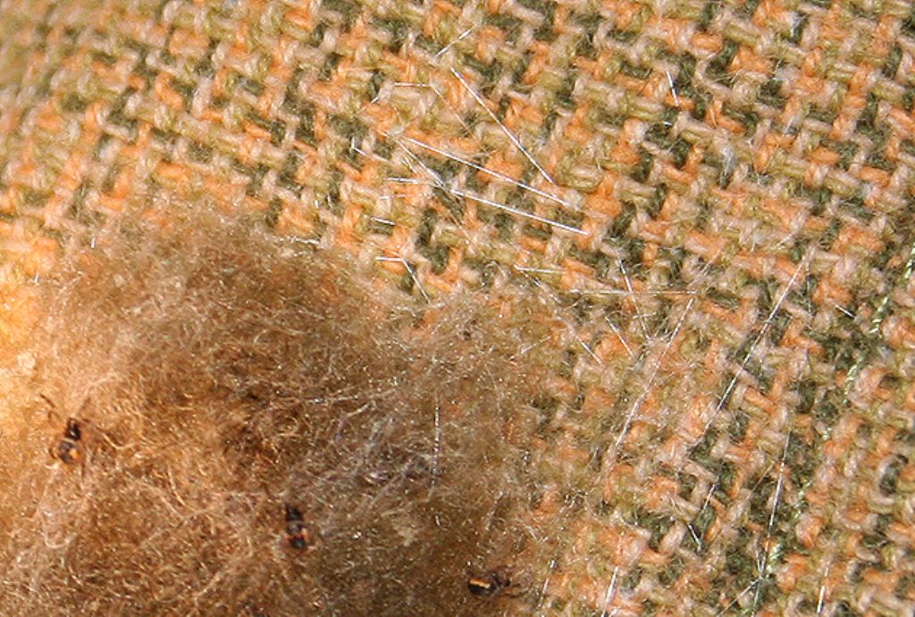 Araneus sp. (A. circe o A. angulatus) gestione uova e madre
