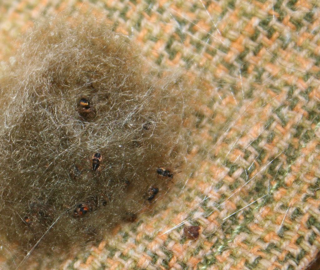 Araneus sp. (A. circe o A. angulatus) gestione uova e madre