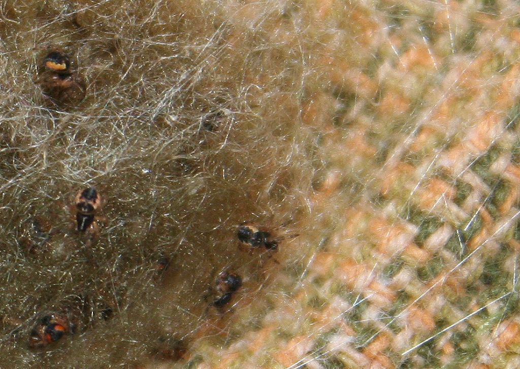 Araneus sp. (A. circe o A. angulatus) gestione uova e madre