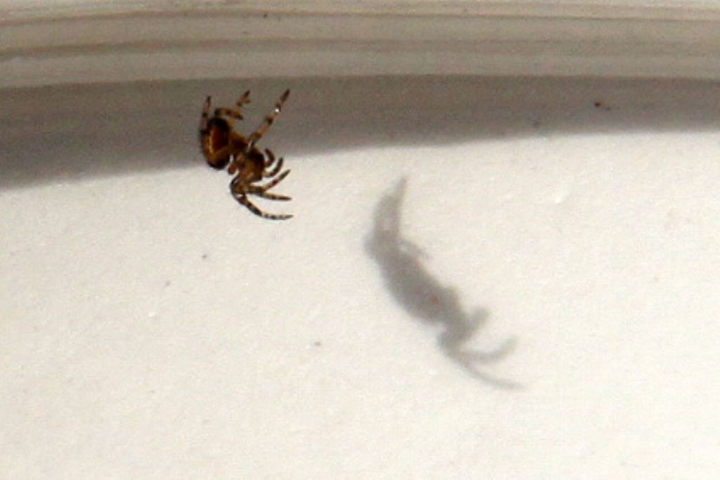 Araneus sp. (A. circe o A. angulatus) gestione uova e madre