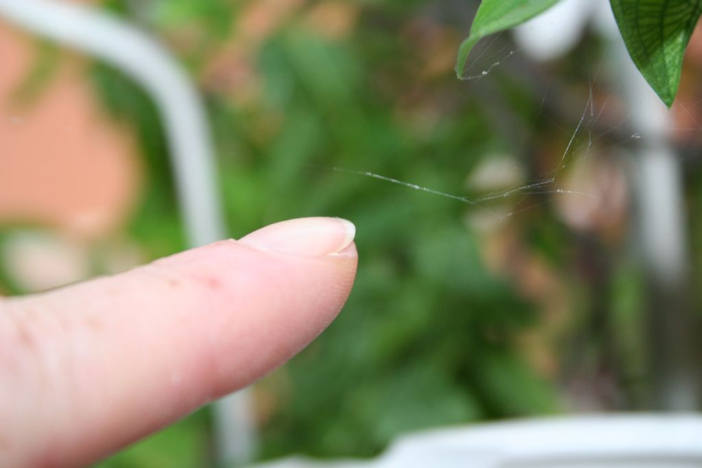 Araneus sp. (A. circe o A. angulatus) gestione uova e madre