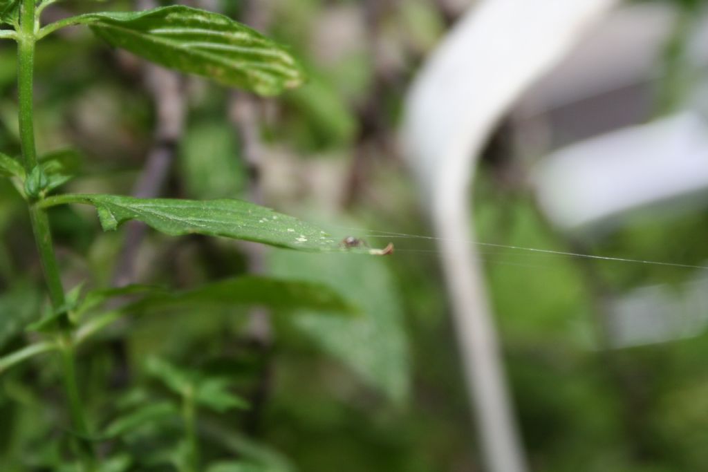 Araneus sp. (A. circe o A. angulatus) gestione uova e madre
