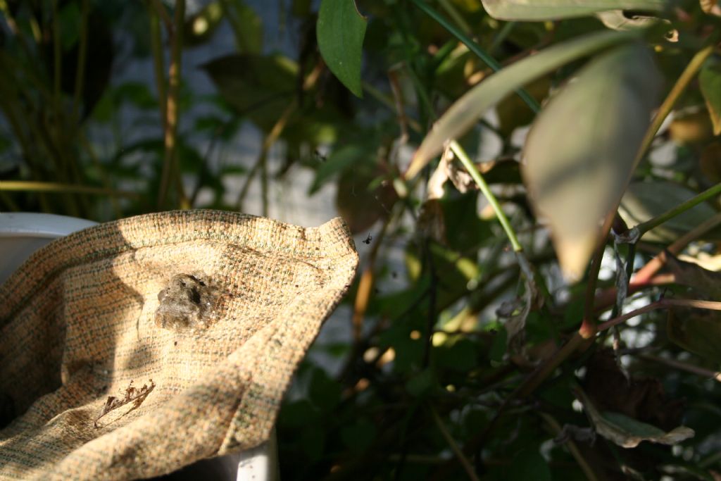 Araneus sp. (A. circe o A. angulatus) gestione uova e madre