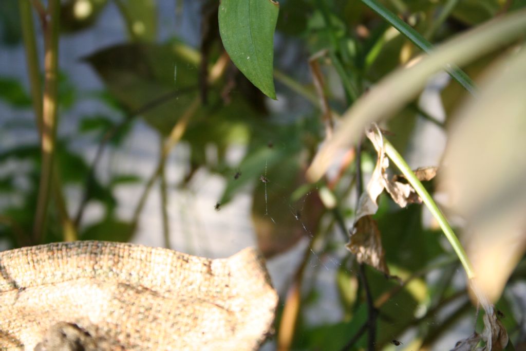 Araneus sp. (A. circe o A. angulatus) gestione uova e madre