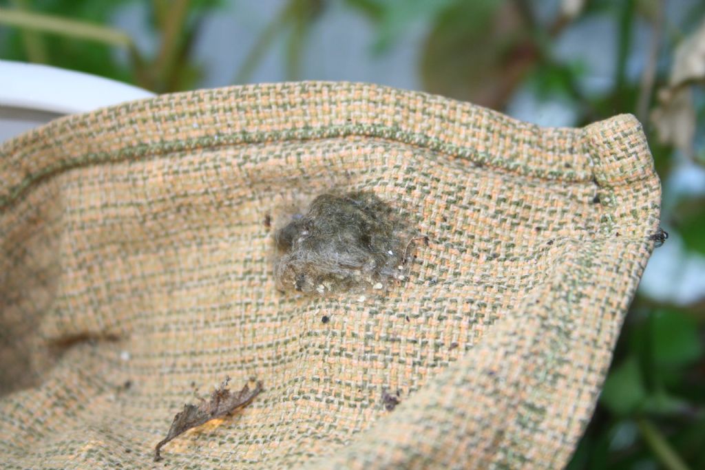 Araneus sp. (A. circe o A. angulatus) gestione uova e madre