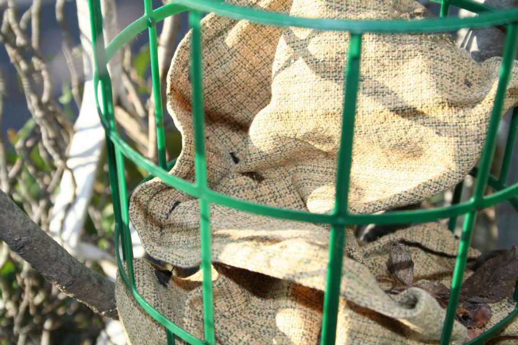 casetta per ragnetti