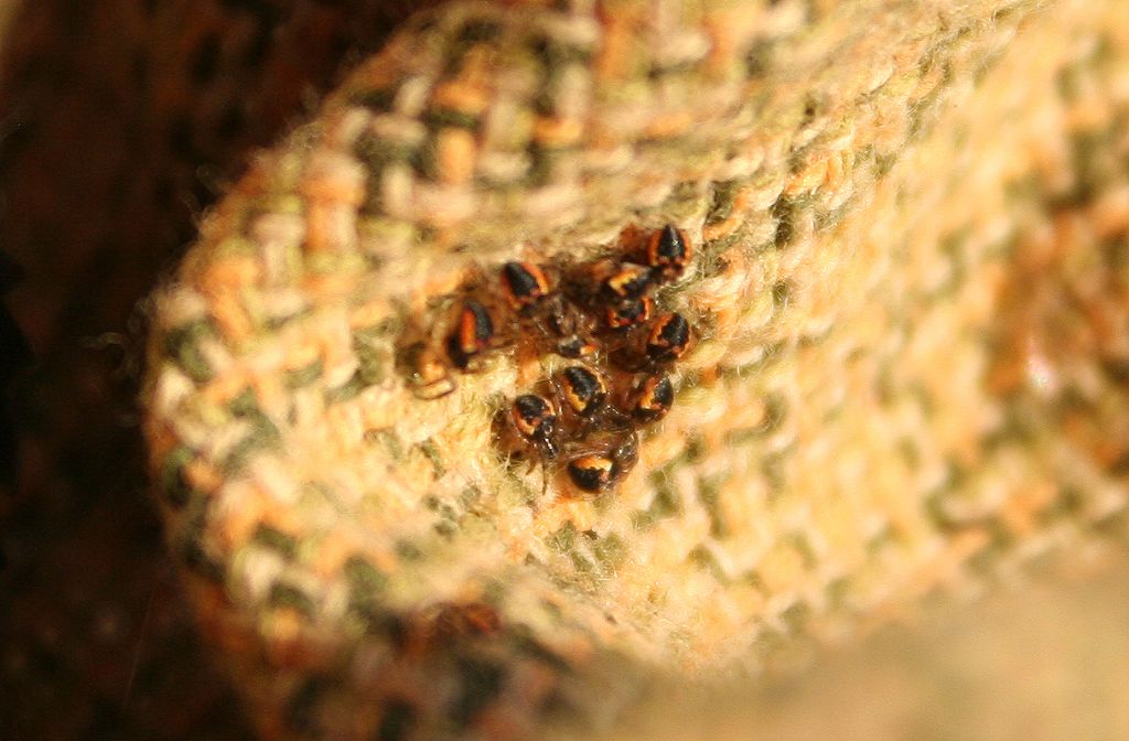 casetta per ragnetti