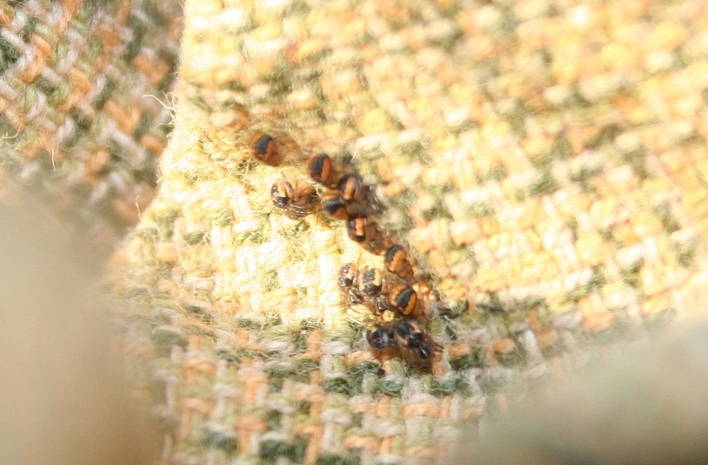 Araneus sp. (A. circe o A. angulatus) gestione uova e madre