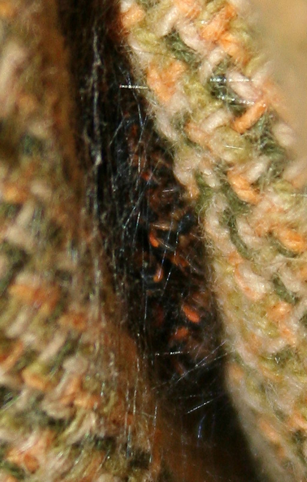 Araneus sp. (A. circe o A. angulatus) gestione uova e madre