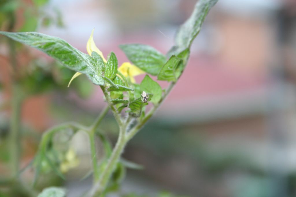 Salticidae sui pomodori: Salticus mutabilis - (VE)