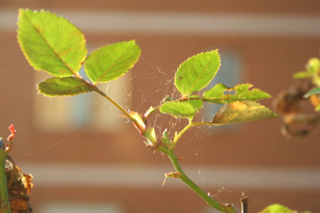 Phylloneta sp. - San Don di Piave (VE)